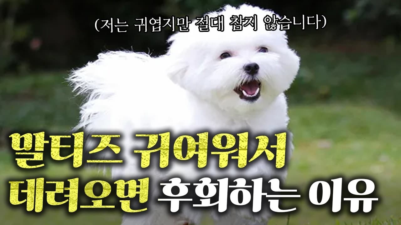9살 넘은 말티즈가 기침한다면 심장을 의심하라